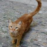 Foto de gato encontrado en Pezenas