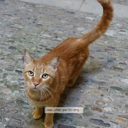 Foto 1/1 Gato encontrado Encontrado en Pezenas