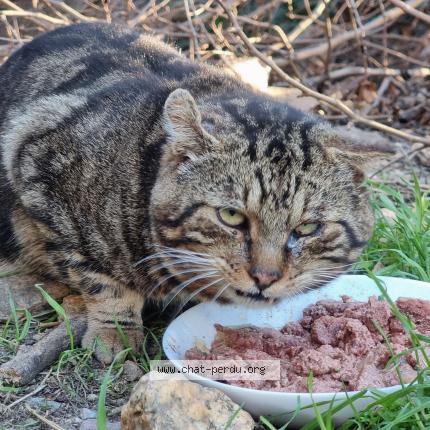 Foto 1/1 Gato encontrado Encontrado en Perpignan