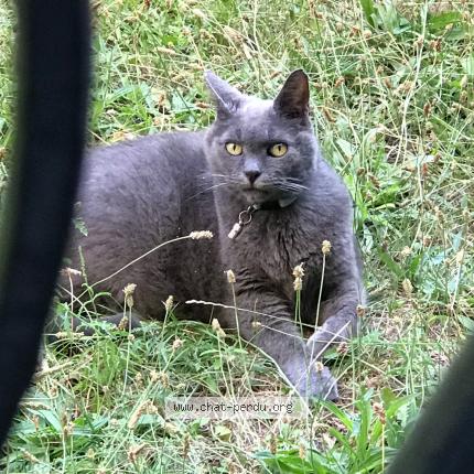 Foto 1/1 DOUDOU Chat perdido en Enghien les bains