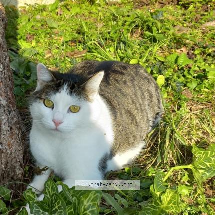 Foto 1/1 minou Chat perdido en Dampierre sur boutonne