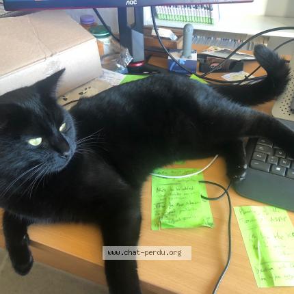 Foto 1/1 Loki Chat perdido en Mazieres de touraine