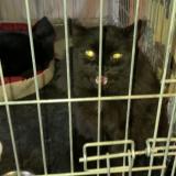 Foto del gato perdido en St Simeon De Bressieux