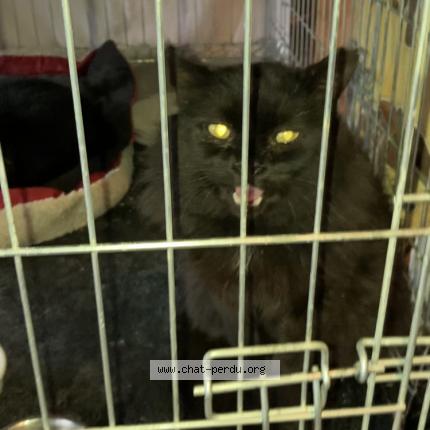 Foto 1/1 Gato encontrado Perdido en St simeon de bressieux