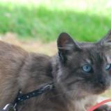 Foto del gato perdido en Argol