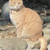 Foto del gato perdido en Brenles