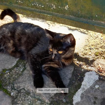Foto 2/2 Tokyo Chat perdido en Yerres