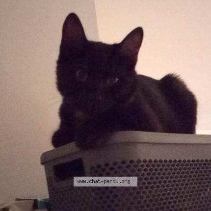 Foto 1/1 Gato encontrado Perdido en Campagne