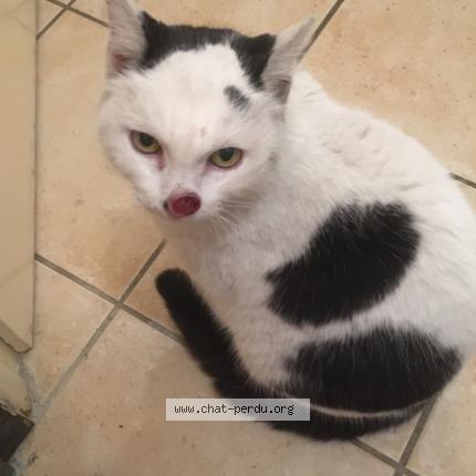 Foto 1/1 Gato encontrado Encontrado en Montlucon