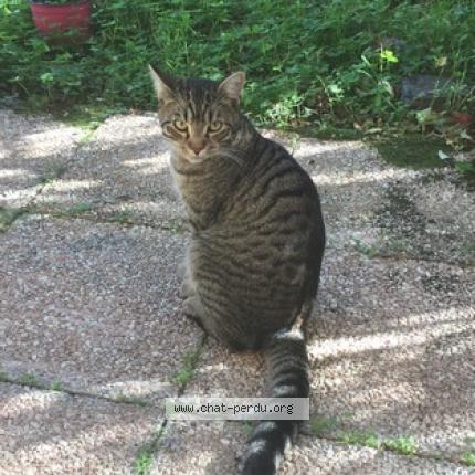 Foto 1/1 Ouistiti Chat perdido en Toulouse