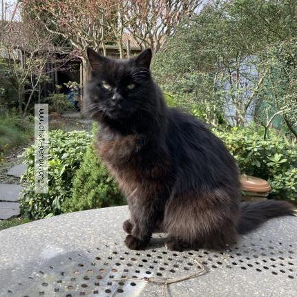 Foto 1/1 Le Chat Chat perdido en Bordeaux