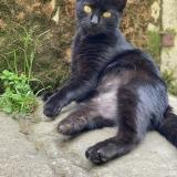 Foto del gato perdido en Langoiran