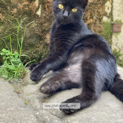 Foto 1/1 Hela Chat perdido en Langoiran