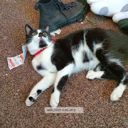 Foto 1/1 Billy Jones Chat perdido en Preston