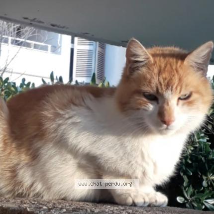 Foto 1/3 Gato encontrado Encontrado en Marseille