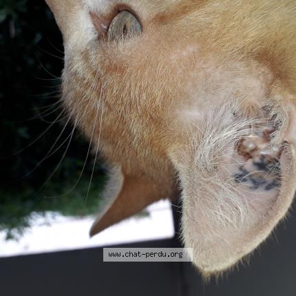 Foto 2/3 Gato encontrado Encontrado en Marseille