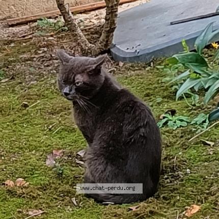 Foto 1/1 Gato encontrado Encontrado en Cenon