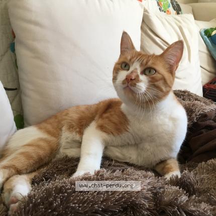 Foto 1/1 Gato encontrado Perdido en Rosny sous bois