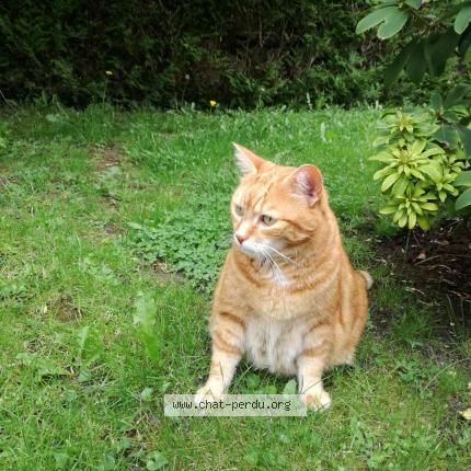 Foto 1/1 MONCHAT Chat perdido en Anet