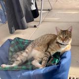 Foto del gato perdido en Marseille