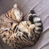 Foto del gato perdido en Dampmart