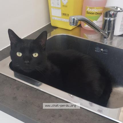 Foto 1/4 Sirius Chat perdido en Sucy en brie