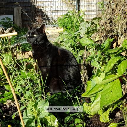 Foto 2/4 Sirius Chat perdido en Sucy en brie