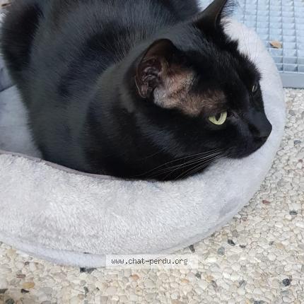 Foto 3/4 Sirius Chat perdido en Sucy en brie