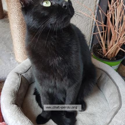 Foto 4/4 Sirius Chat perdido en Sucy en brie