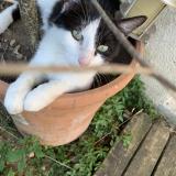 Foto del gato perdido en Ecouflant