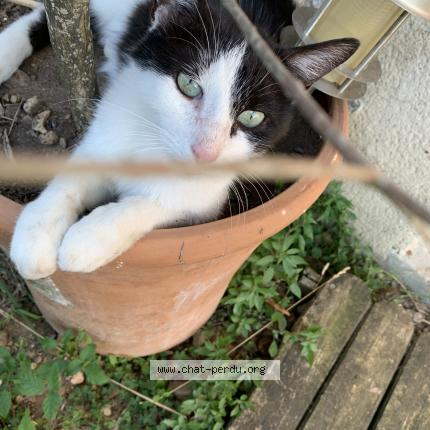 Foto 1/1 Fleurette Chat perdido en Ecouflant