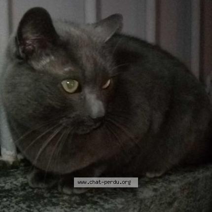 Foto 1/1 Iris Chat perdido en Saumur