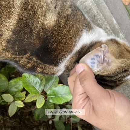 Foto 1/1 Gato encontrado Encontrado en Aix en provence