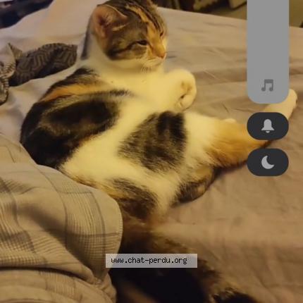 Foto 1/2 Poison dit fifille Chat perdido en Chambly