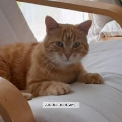 Foto 1/1 Wally Chat perdido en Urcay