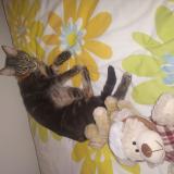 Foto del gato perdido en Vaux Le Penil