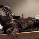 Foto del gato perdido en Loon Plage