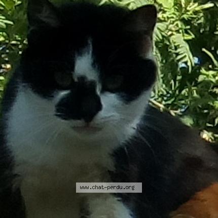 Foto 1/1 Tifelix Chat perdido en Le pellerin
