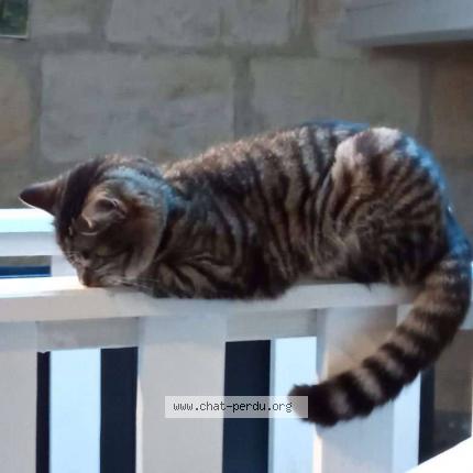 Foto 2/2 Udyr Chat perdido en Le bouscat