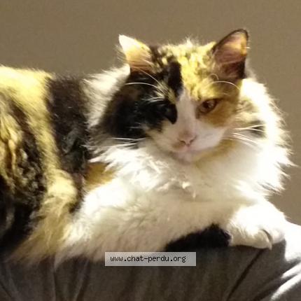 Foto 1/1 FRIMOUSSE Chat perdido en Pessac