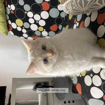 Foto 1/1 Marie Chat perdido en Riorges