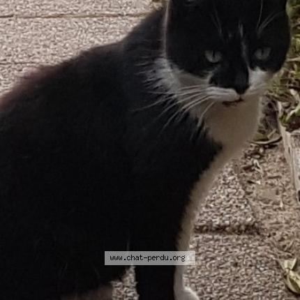 Foto 1/1 Gato encontrado Encontrado en Mimizan plage