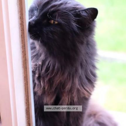 Foto 1/1 Coco Chat perdido en Bourg de peage