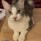 Foto del gato perdido en Saint Priest