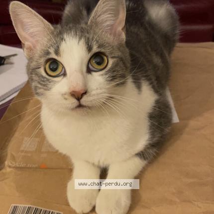 Foto 1/1 Misty Chat perdido en Saint priest