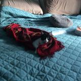 Foto del gato perdido en Brossard