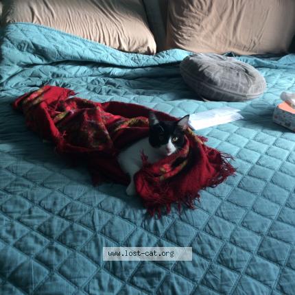 Foto 1/1 Gato encontrado Perdido en Brossard