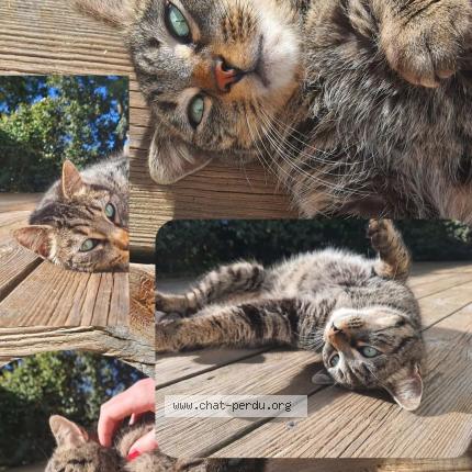 Foto 1/1 Loki Chat perdido en Nieul