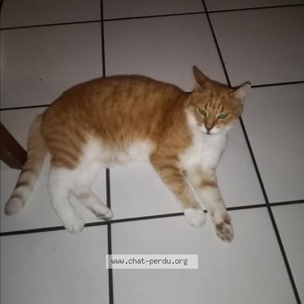 Foto 1/1 GARFIELD Chat perdido en Douvres