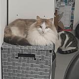 Foto del gato perdido en Belleville En Beaujolais